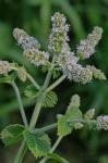 Mentha ×rotundifolia (L.) Huds.