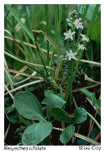 Menyanthes trifoliata L.