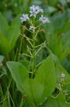 Menyanthes trifoliata L.