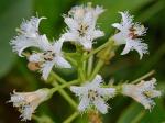 Menyanthes trifoliata L.