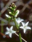 Menyanthes trifoliata L.