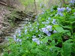 Mertensia virginica (L.) Pers. ex Link