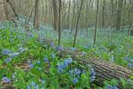 Mertensia virginica (L.) Pers. ex Link