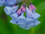 Mertensia virginica (L.) Pers. ex Link