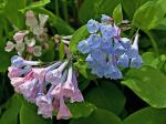 Mertensia virginica (L.) Pers. ex Link