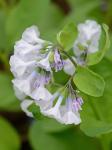 Mertensia virginica (L.) Pers. ex Link