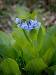 Mertensia virginica (L.) Pers. ex Link