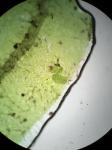Metzgeria crassipilis (Lindb.) A. Evans