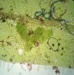Metzgeria crassipilis (Lindb.) A. Evans