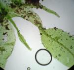 Metzgeria crassipilis (Lindb.) A. Evans