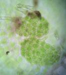Metzgeria crassipilis (Lindb.) A. Evans