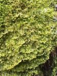 Metzgeria crassipilis (Lindb.) A. Evans