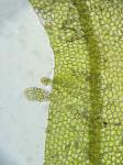 Metzgeria furcata (L.) Corda