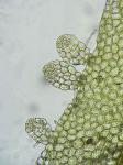 Metzgeria furcata (L.) Corda