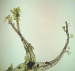 Metzgeria consanguinea Schiffn.