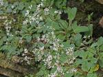 Micranthes careyana (Gray) Small