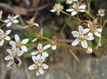 Micranthes careyana (Gray) Small