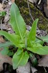 Micranthes pensylvanica (L.) Haw.