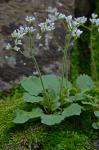 Micranthes virginiensis (Michaux) Small