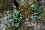 Micranthes virginiensis (Michaux) Small