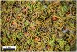 Micromitrium synoicum (James) Aust.
