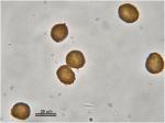 Micromitrium synoicum (James) Aust.