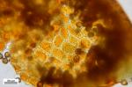 Micromitrium synoicum (James) Aust.