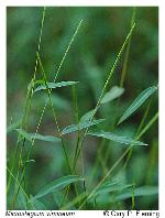 Microstegium vimineum (Trin.) A. Camus