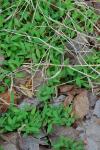 Microstegium vimineum (Trin.) A. Camus