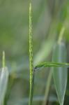 Microstegium vimineum (Trin.) A. Camus