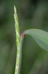 Microstegium vimineum (Trin.) A. Camus