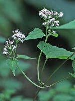 Mikania scandens (L.) Willd.