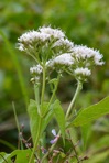Mikania scandens (L.) Willd.