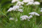 Mikania scandens (L.) Willd.