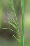 Milium effusum L. var. cisatlanticum Fern.