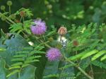 Mimosa microphylla Dryander
