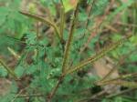 Mimosa microphylla Dryander