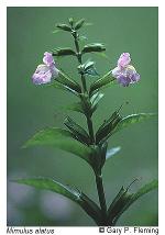 Mimulus alatus Aiton