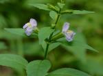 Mimulus alatus Aiton