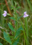 Mimulus ringens L. var. ringens