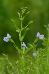 Mimulus ringens L. var. ringens