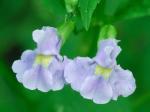 Mimulus ringens L. var. ringens
