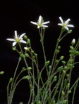 Geocarpon carolinianum (Walt.) E.E. Schilling