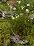 Geocarpon glabrum (Michx.) E.E. Schilling