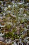Geocarpon glabrum (Michx.) E.E. Schilling