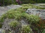 Geocarpon groenlandicum (Retzius) E.E. Schilling
