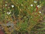 Geocarpon groenlandicum (Retzius) E.E. Schilling