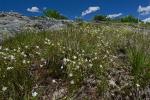 Geocarpon groenlandicum (Retzius) E.E. Schilling