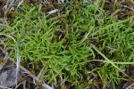 Geocarpon groenlandicum (Retzius) E.E. Schilling