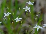 Sabulina michauxii (Fenzl) Dillenberger & Kadereit